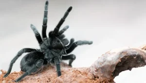 Brazilian Black Tarantula For Sale