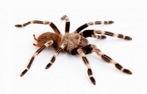Brazilian Red and White Tarantula For Sale