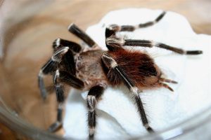 Brazilian Red and White Tarantula For Sale