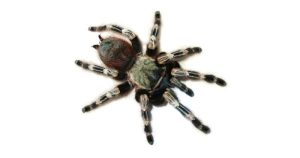 Brazilian Red and White Tarantula For Sale