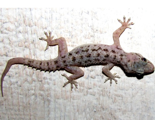 Brooks Gecko For Sale