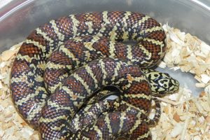 Brooks KingSnake For Sale