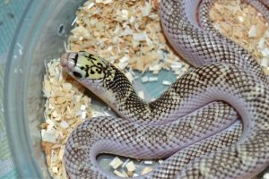 Brooks KingSnake For Sale