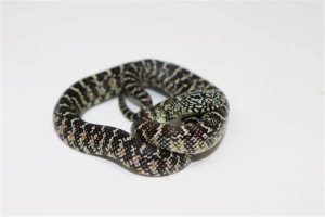 Brooks KingSnake For Sale