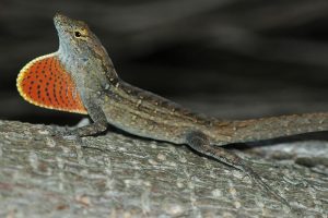 Brown Anole For Sale