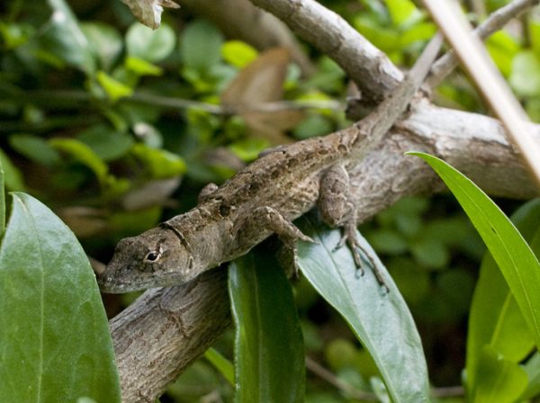 Brown Anole For Sale