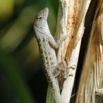 Brown Anole For Sale