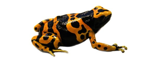 Bumble Bee Poison Dart Frog For Sale