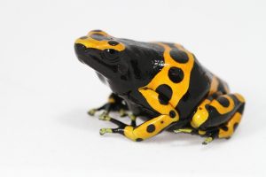 Bumble Bee Poison Dart Frog For Sale
