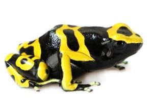Bumble Bee Poison Dart Frog For Sale