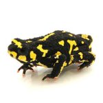 Bumble Bee Toad For Sale