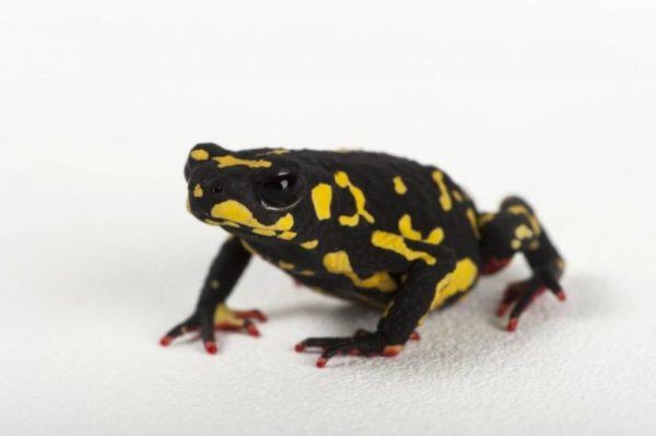 Bumble Bee Toad For Sale