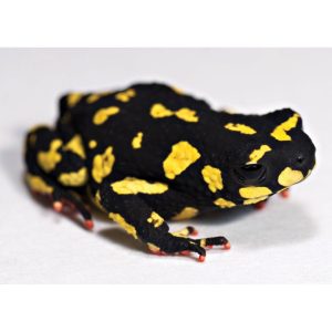 Bumble Bee Toad For Sale