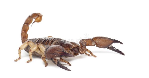 Burrowing Scorpion For Sale