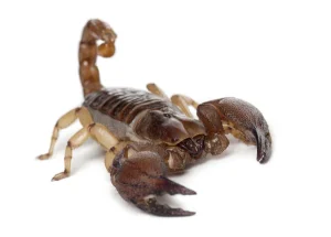 Burrowing Scorpion For Sale