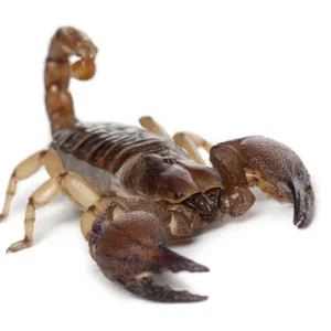 Burrowing Scorpion For Sale