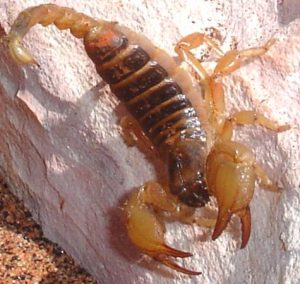 Burrowing Scorpion For Sale