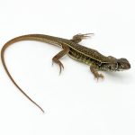 Butterfly Agama For Sale