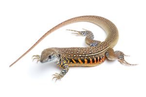 Butterfly Agama For Sale