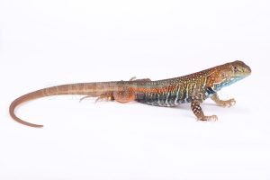 Butterfly Agama For Sale
