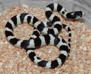 California King Snake - Image 3