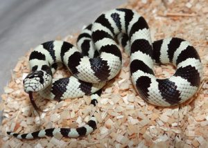 California Kingsnake For Sale