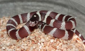 California Kingsnake For Sale