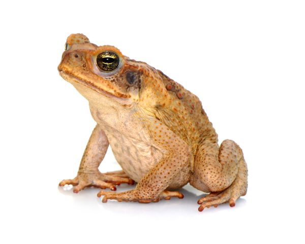 Cane Toad For Sale