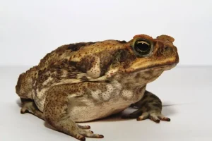 Cane Toad For Sale