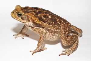 Cane Toad For Sale