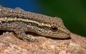 Cape Dwarf Gecko For Sale