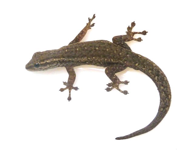 Cape Dwarf Gecko For Sale