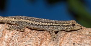Cape Dwarf Gecko For Sale