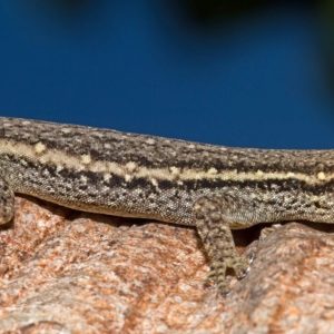 Cape Dwarf Gecko For Sale