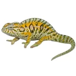 Carpet Chameleon for Sale