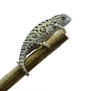 Carpet Chameleon for Sale