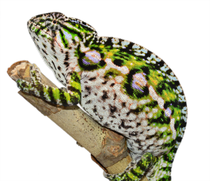 Carpet Chameleon for Sale