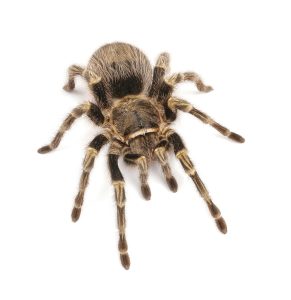 Chaco Golden Knee Tarantula For Sale