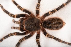 Chaco Golden Knee Tarantula For Sale