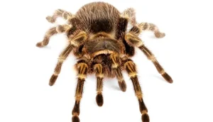 Chaco Golden Knee Tarantula For Sale