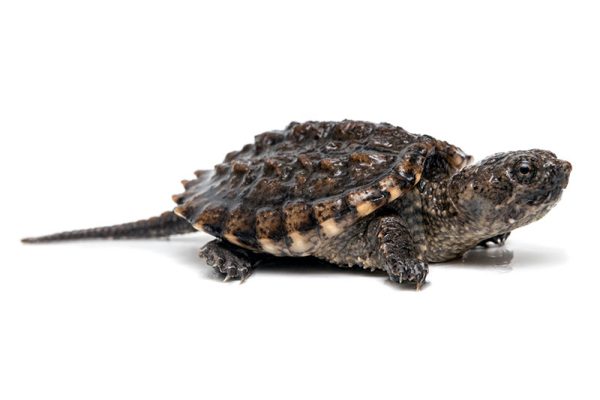 Common Snapping Turtle For Sale | In Stock Now - Exotic Pet Reptiles For Sale