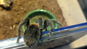 Chilean Dwarf Flame Tarantula For Sale - Image 4