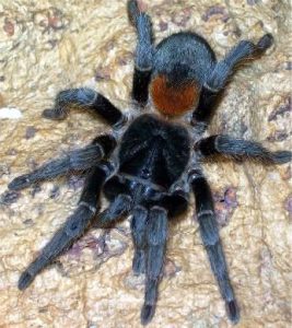 Chilean Dwarf Flame Tarantula For Sale