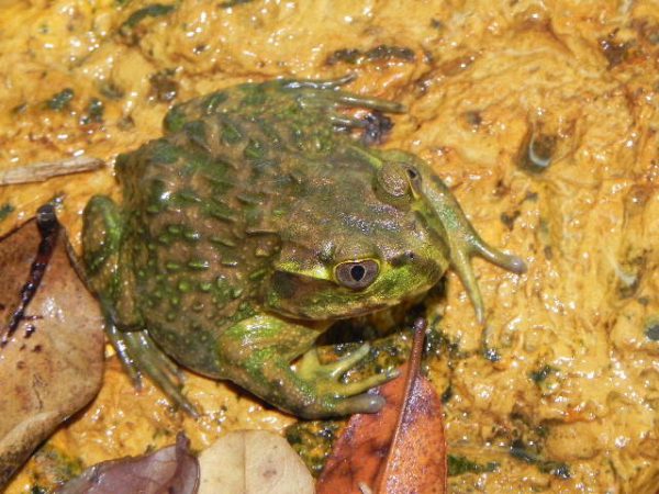 Chilean Wide Mouthed Toad For Sale