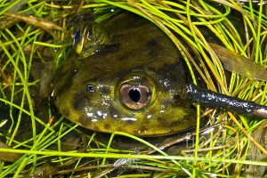 Chilean Wide Mouthed Toad For Sale