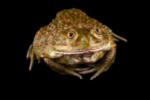 Chilean Wide Mouthed Toad For Sale