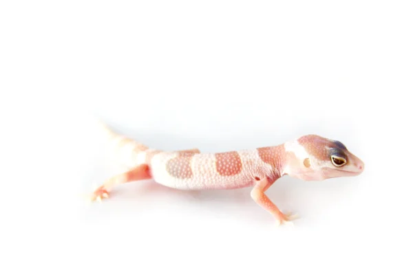 Chocolate Albino Leopard Gecko for Sale