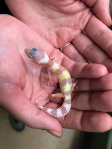 Chocolate Albino Leopard Gecko for Sale