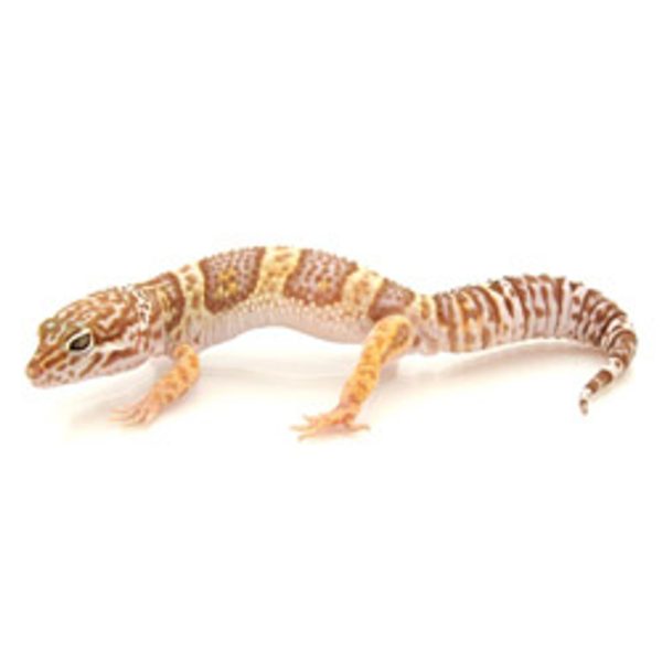 Chocolate Albino Leopard Gecko for Sale