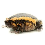 Chubby Frog For Sale
